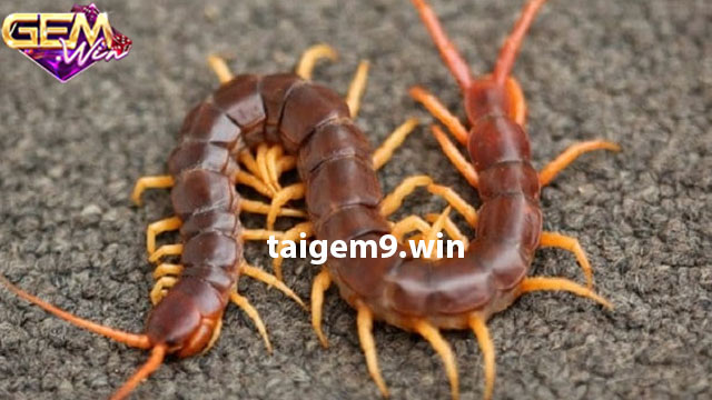 Tầm quan trọng của Taigem9.win